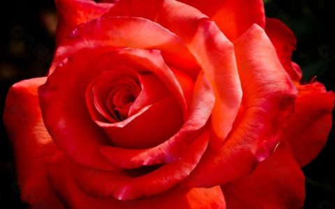 玫瑰花语解读：送出47朵玫瑰的真正含义