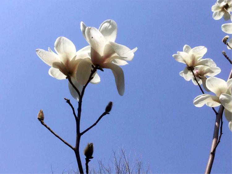 福建木兰花的花语：淡雅俊逸、高洁不凡