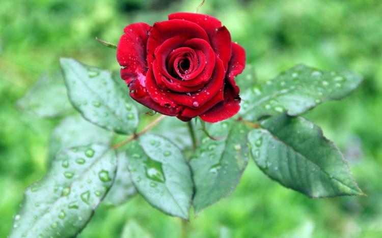 11朵玫瑰的奥秘，为何让人愿意嫁给你？