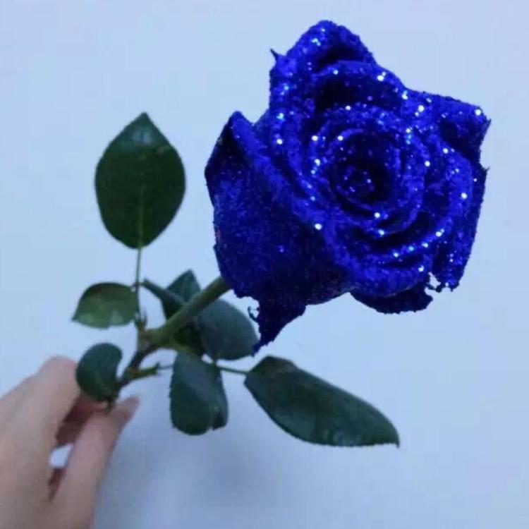 【花与梦旅人续写】蓝色妖姬魅惑，一枝花竟爆热销！