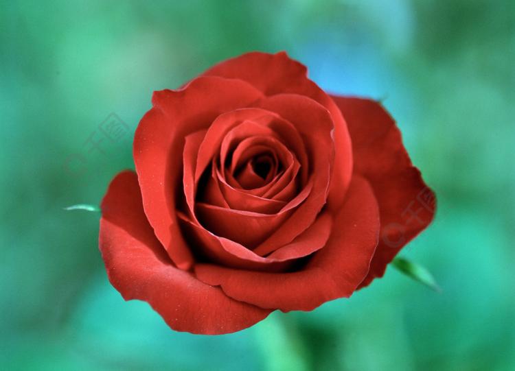 玫瑰花语解析：33朵玫瑰代表怎样的感情？