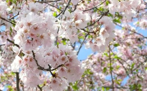 樱花在日本文化中的地位与价值，远远不止是一个简单的国花