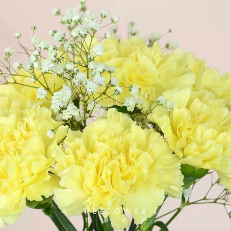 黄色康乃馨的花语：传递感激和关怀