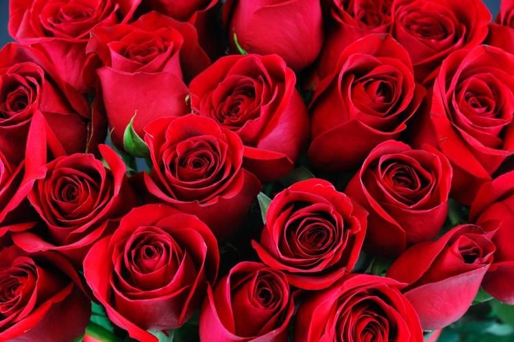 玫瑰花环菊的颜色和形态：引人注目的品种