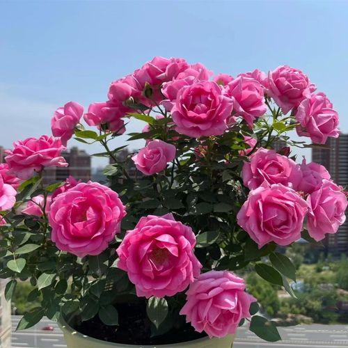 如何在家中种植和维护玫瑰花环菊：专家建议和方法