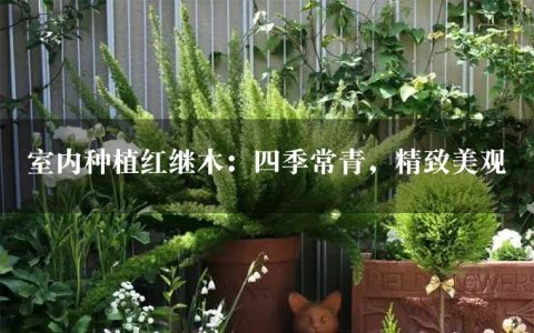 室内种植红继木：四季常青，精致美观