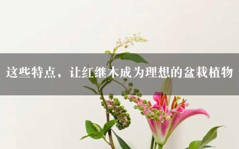 这些特点，让红继木成为理想的盆栽植物