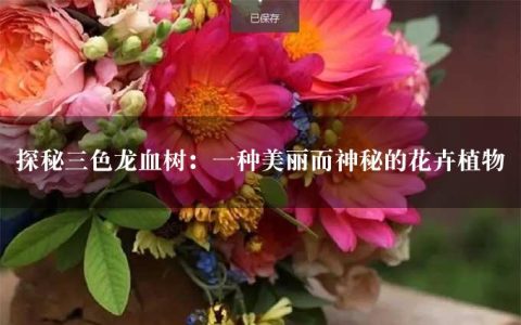 探秘三色龙血树：一种美丽而神秘的花卉植物