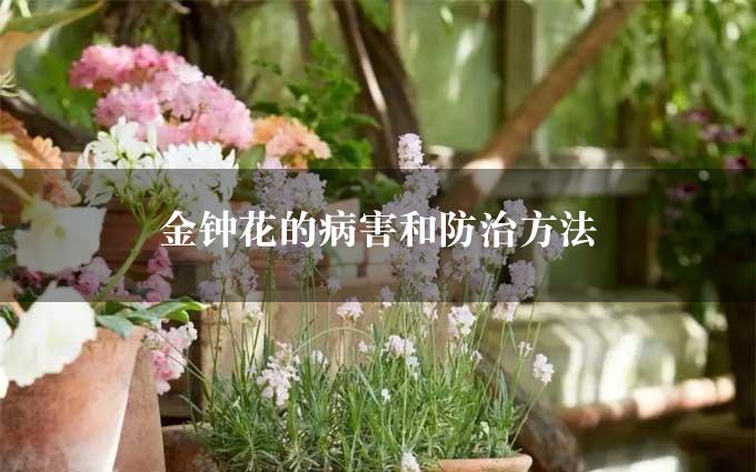 金钟花的病害和防治方法