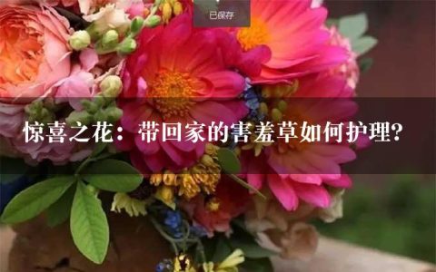 惊喜之花：带回家的害羞草如何护理？