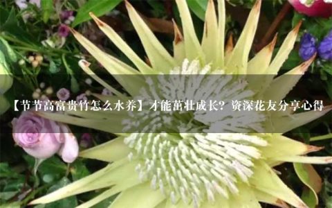 【节节高富贵竹怎么水养】才能茁壮成长？资深花友分享心得