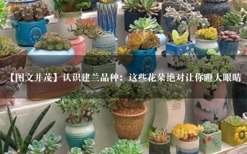 【图文并茂】认识建兰品种：这些花朵绝对让你瞪大眼睛