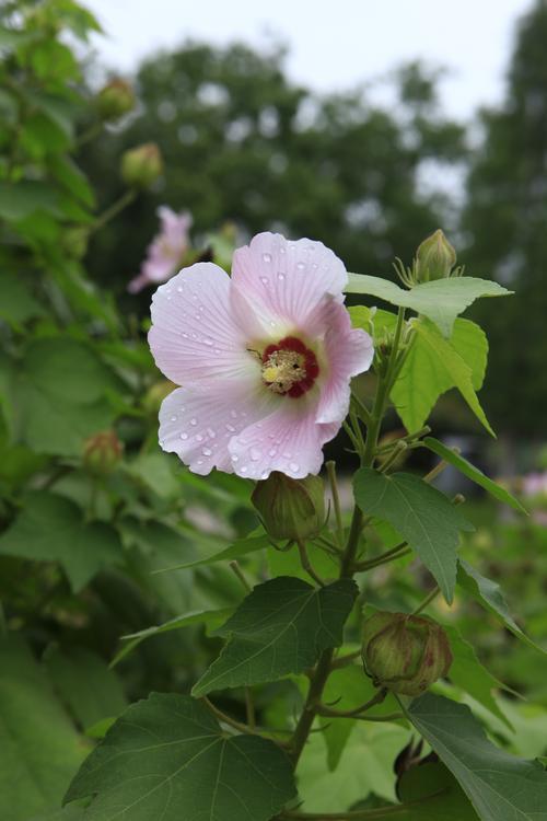 常见的木芙蓉花其实只有三种，你知道吗？