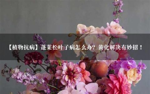 【植物抗病】蓬莱松叶子病怎么办？黄化解决有妙招！