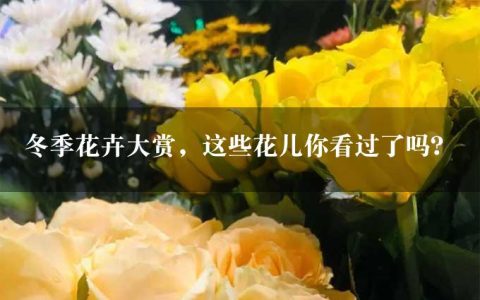 冬季花卉大赏，这些花儿你看过了吗？