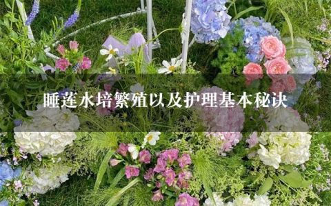 睡莲水培繁殖以及护理基本秘诀