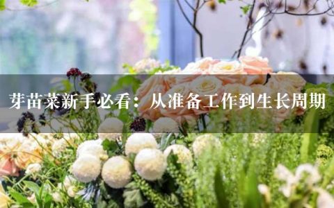 芽苗菜新手必看：从准备工作到生长周期