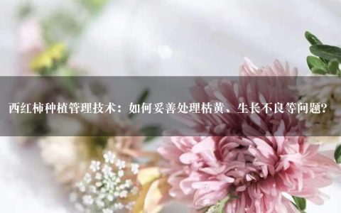 西红柿种植管理技术：如何妥善处理枯黄、生长不良等问题？