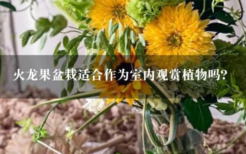 火龙果盆栽适合作为室内观赏植物吗？