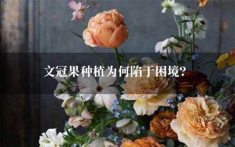 文冠果种植为何陷于困境？