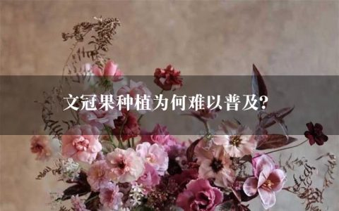 文冠果种植为何难以普及？