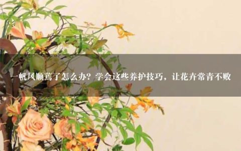 一帆风顺蔫了怎么办？学会这些养护技巧，让花卉常青不败