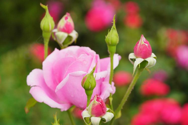 玫瑰花种子的7个种植技巧，让你培育出美丽的花朵