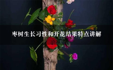 枣树生长习性和开花结果特点讲解