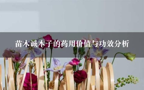 苗木诚本子的药用价值与功效分析