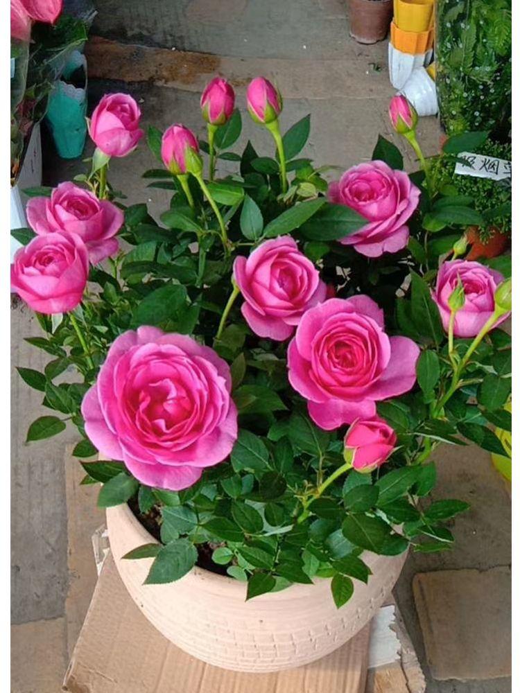 玫瑰花语，浪漫情怀与爱意的最佳传递方式