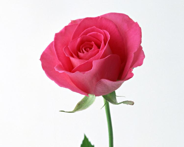 你知道吗？粉红色玫瑰有7种不同的花语