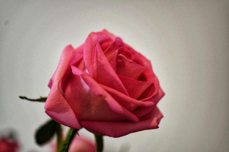 爱情故事从粉红色玫瑰开始，听玫瑰为你诉说花语