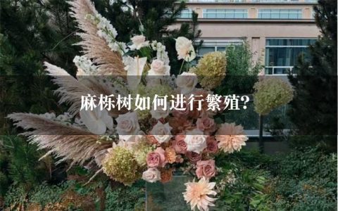 麻栎树如何进行繁殖？