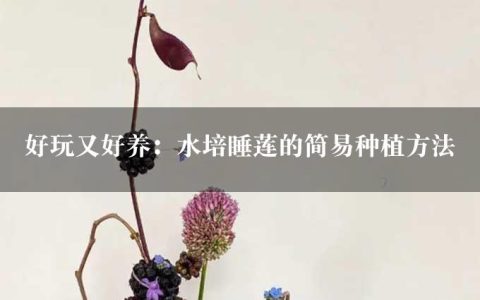 好玩又好养：水培睡莲的简易种植方法