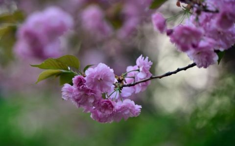 【力量象征】樱花与力量之间存在什么关联？