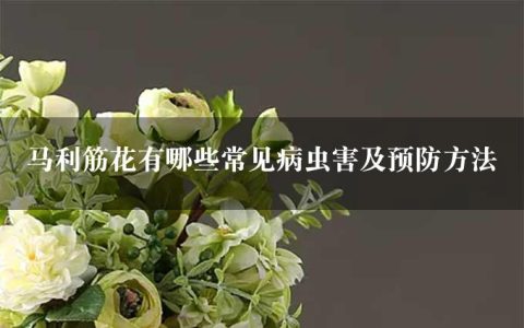 马利筋花有哪些常见病虫害及预防方法