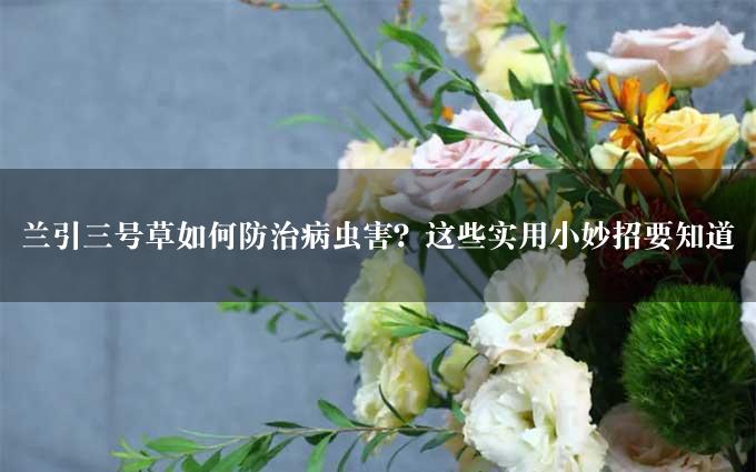 兰引三号草如何防治病虫害？这些实用小妙招要知道