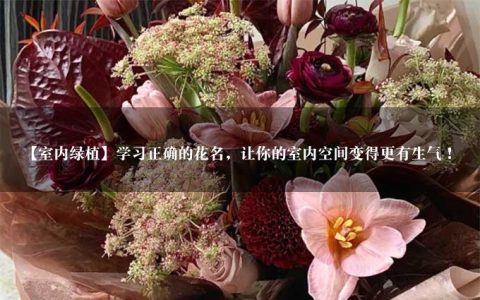 【室内绿植】学习正确的花名，让你的室内空间变得更有生气！