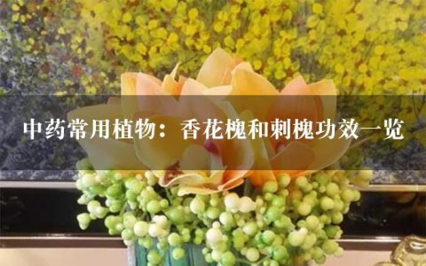 中药常用植物：香花槐和刺槐功效一览