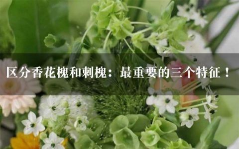 区分香花槐和刺槐：最重要的三个特征！