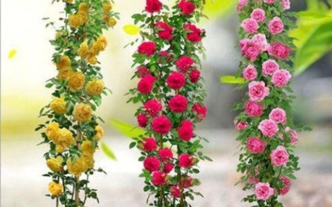 蔷薇花怎么种植？几年期望开花？看这篇解答