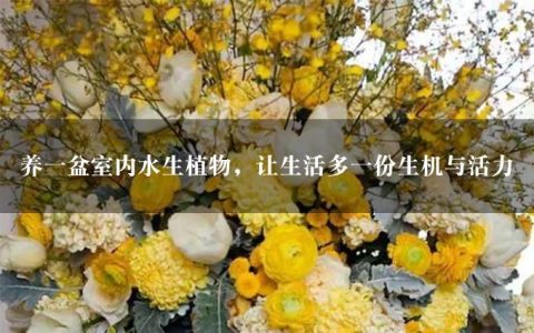 养一盆室内水生植物，让生活多一份生机与活力