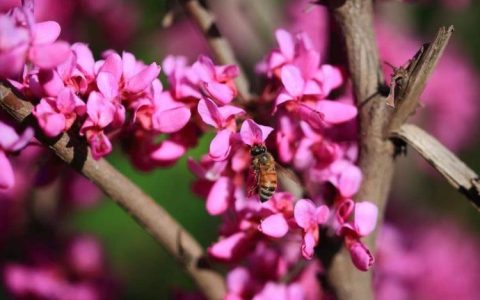 【巨紫荆VS紫荆】看看这两种花卉的区别，你了解多少？