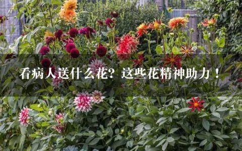 看病人送什么花？这些花精神助力！