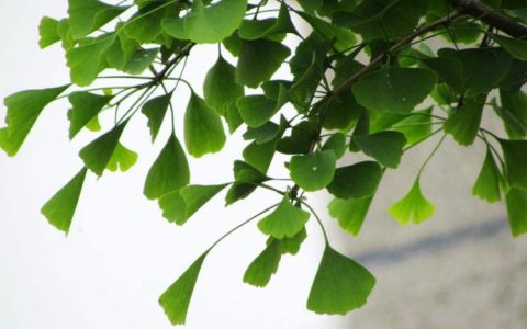 亲历神奇的自然奇观：中国最古老银杏树的寿命之谜
