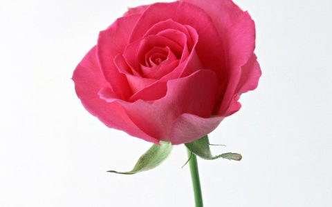 【碎冰蓝玫瑰的情感表达】：用独特之美寄托内心真情