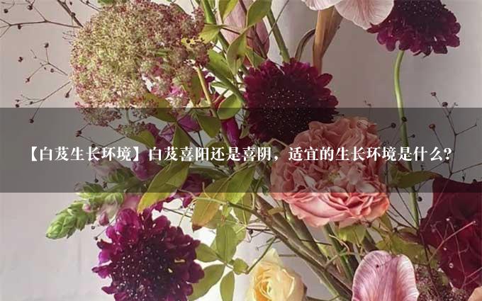 【白芨生长环境】白芨喜阳还是喜阴，适宜的生长环境是什么？