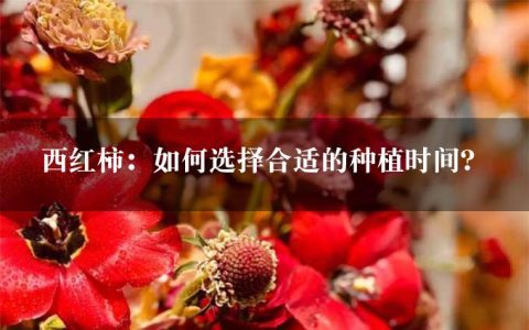 西红柿：如何选择合适的种植时间？