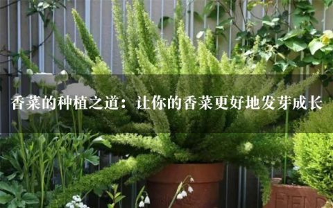 香菜的种植之道：让你的香菜更好地发芽成长