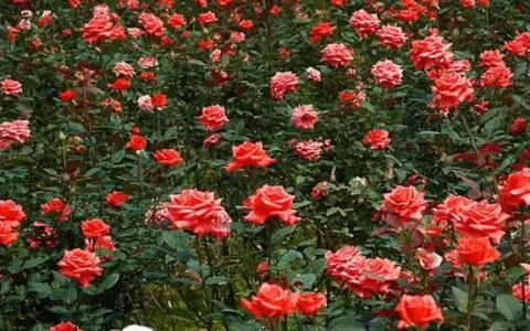 如何用玫瑰花传达心意？看懂这些颜色的花语就行了！